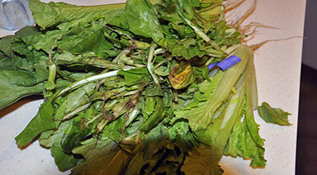 餐厨烂菜叶子小黄鸭福利导航